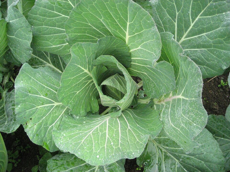 Savoy cabbage
