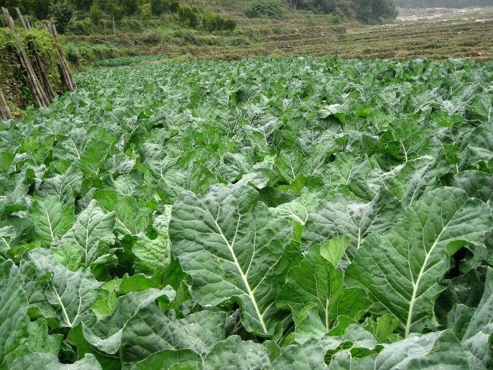 Cauliflower