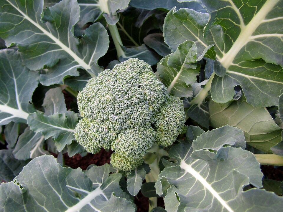 Broccoli