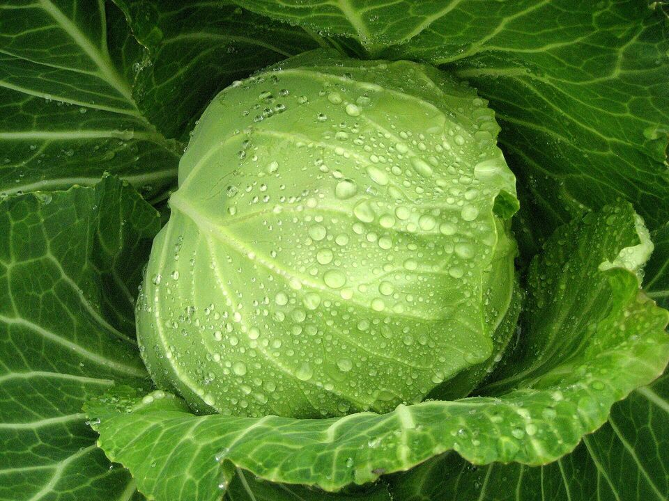 White cabbage