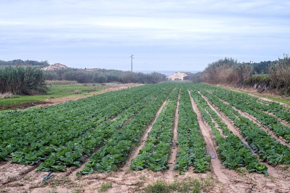 Chinese cabbage